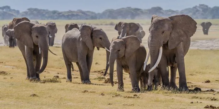 Collective Nouns herd of elephant 